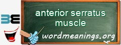 WordMeaning blackboard for anterior serratus muscle